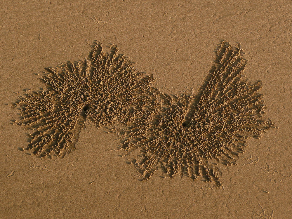 Architecte du sable