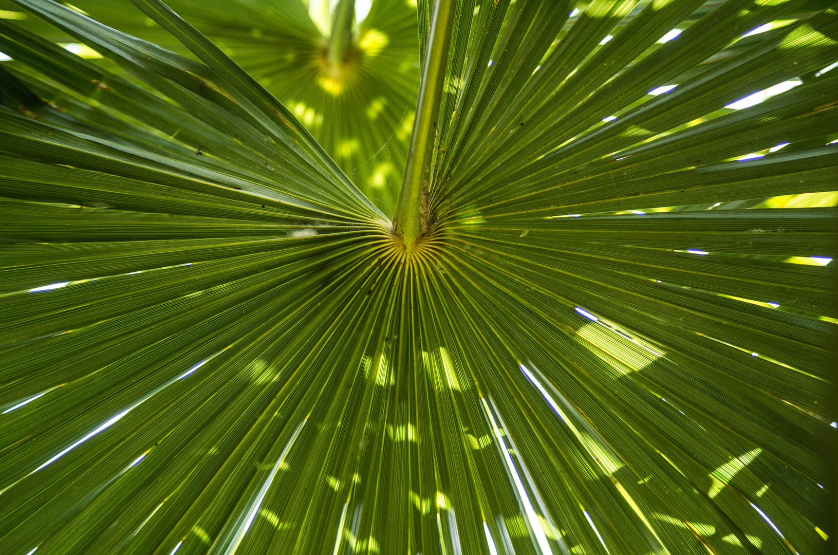 architecture d'une feuille - le jeudi c'est vert