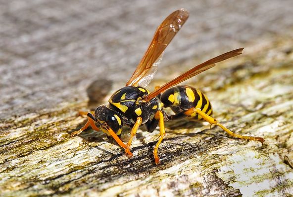 ARCHITEKTIN BEI DER ARBEIT