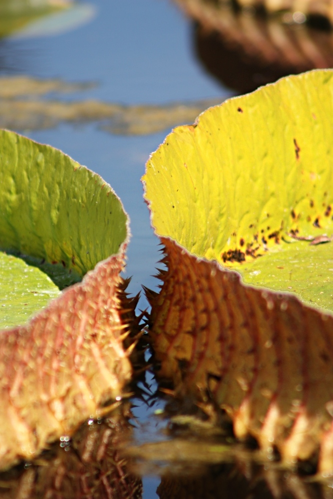 Architektur der Natur