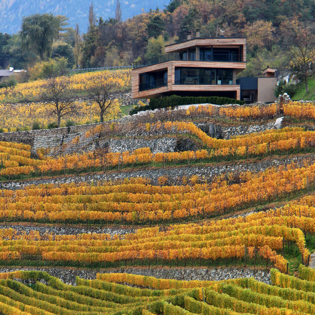 Architektur im Weinberg