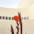 Architektur mit Blume