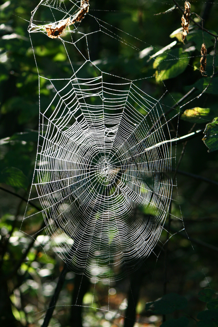 Architekur der Natur