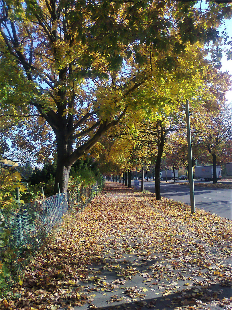 Archiv : 0ktober 2012 Laub  seitlich  Berliner Straße 