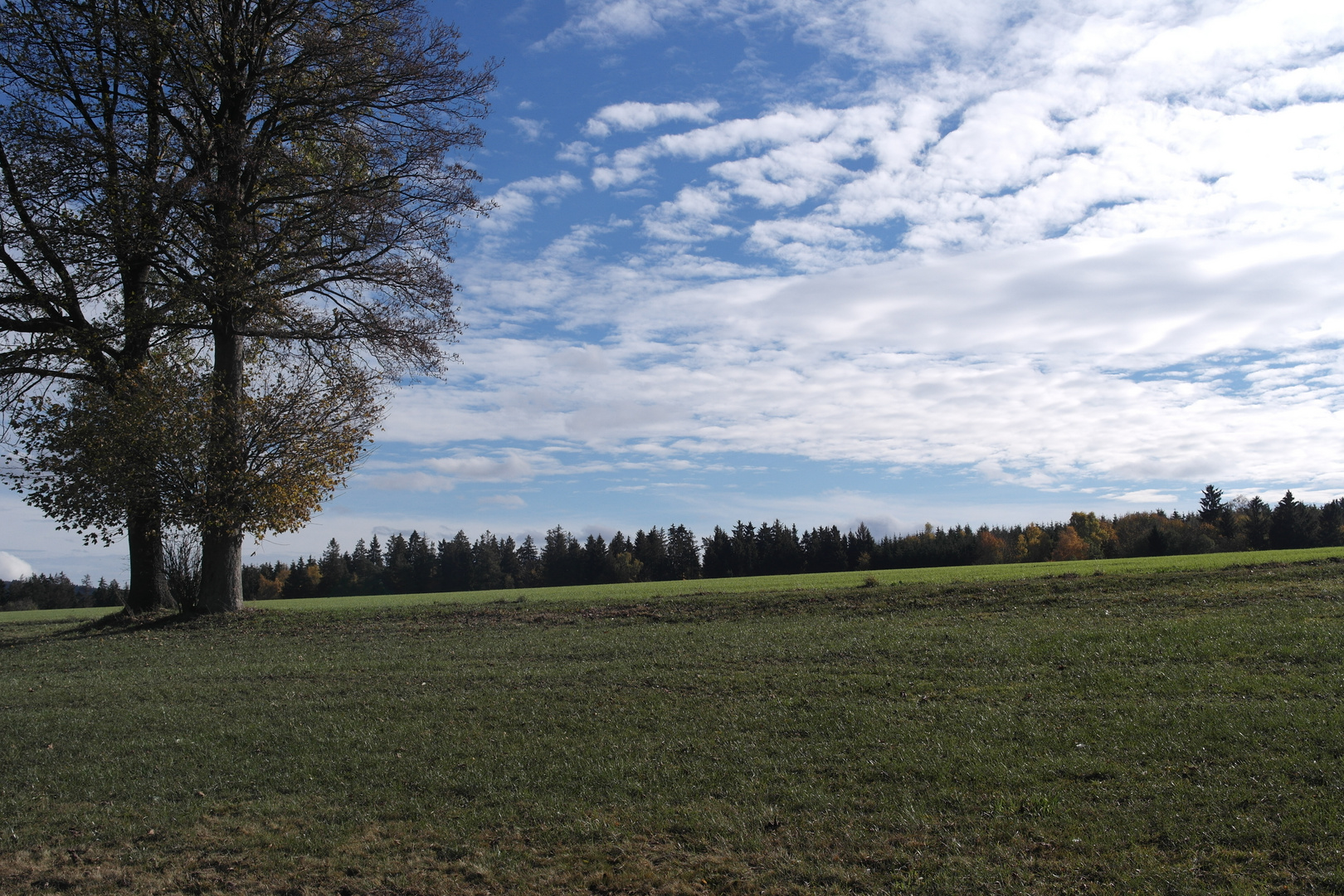 Archiv :2.11.2018 Wald und Wiesen unter blauem Himmel