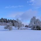 Archiv : 22.1.2018  Winterbäume 