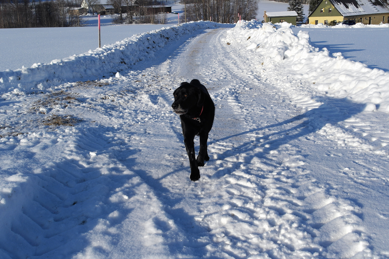 Archiv : 6.1.2017 zum Gedenken an meinen Nachbarhund