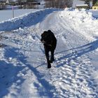 Archiv : 6.1.2017 zum Gedenken an meinen Nachbarhund