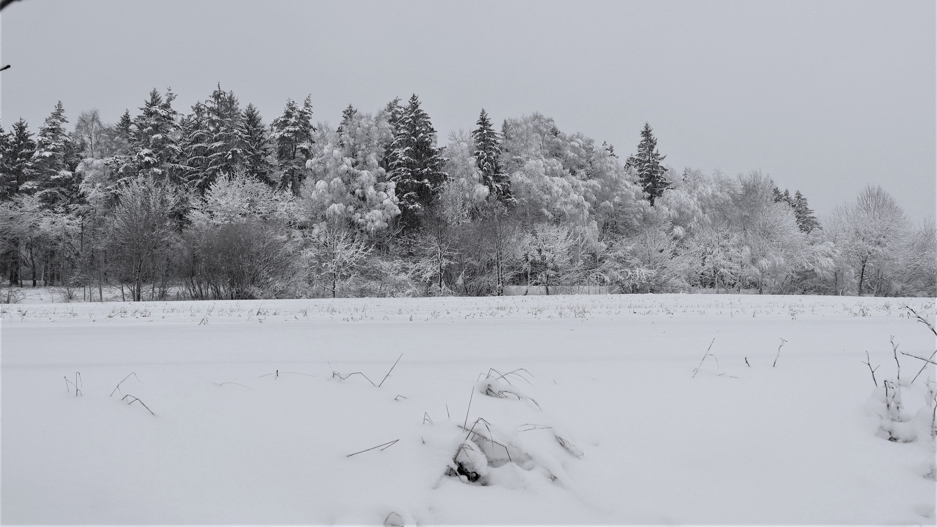 Archiv: 9.1.2019  Winterlandschaft hinterm Haus