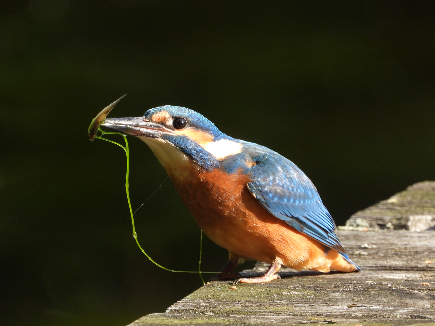 Archiv-Fund: junger Eisvogel