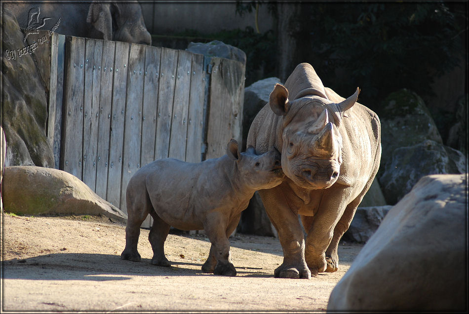 Archiv Krefeld 2010 - Baby Nashorn..............