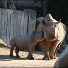 Archiv Krefeld 2010 - Baby Nashorn..............