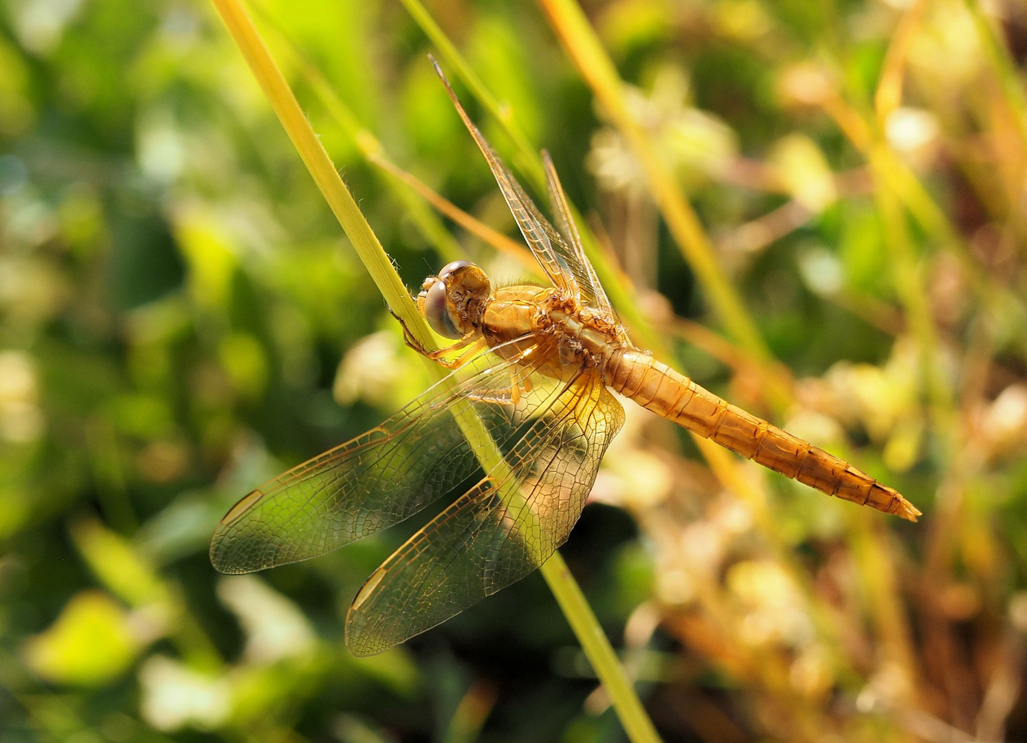 Archiv Libelle 