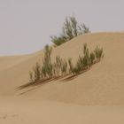 Archiv Oman Wüste