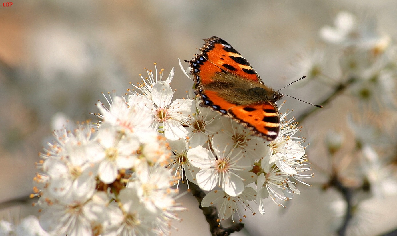 Archiv - Schmetterling