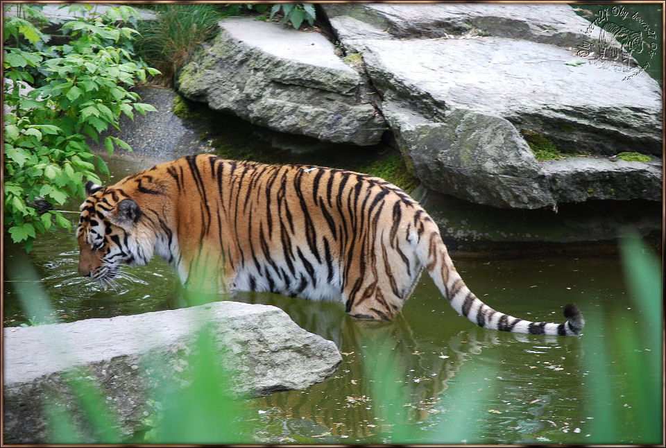 Archiv, Zoo Köln, 2009