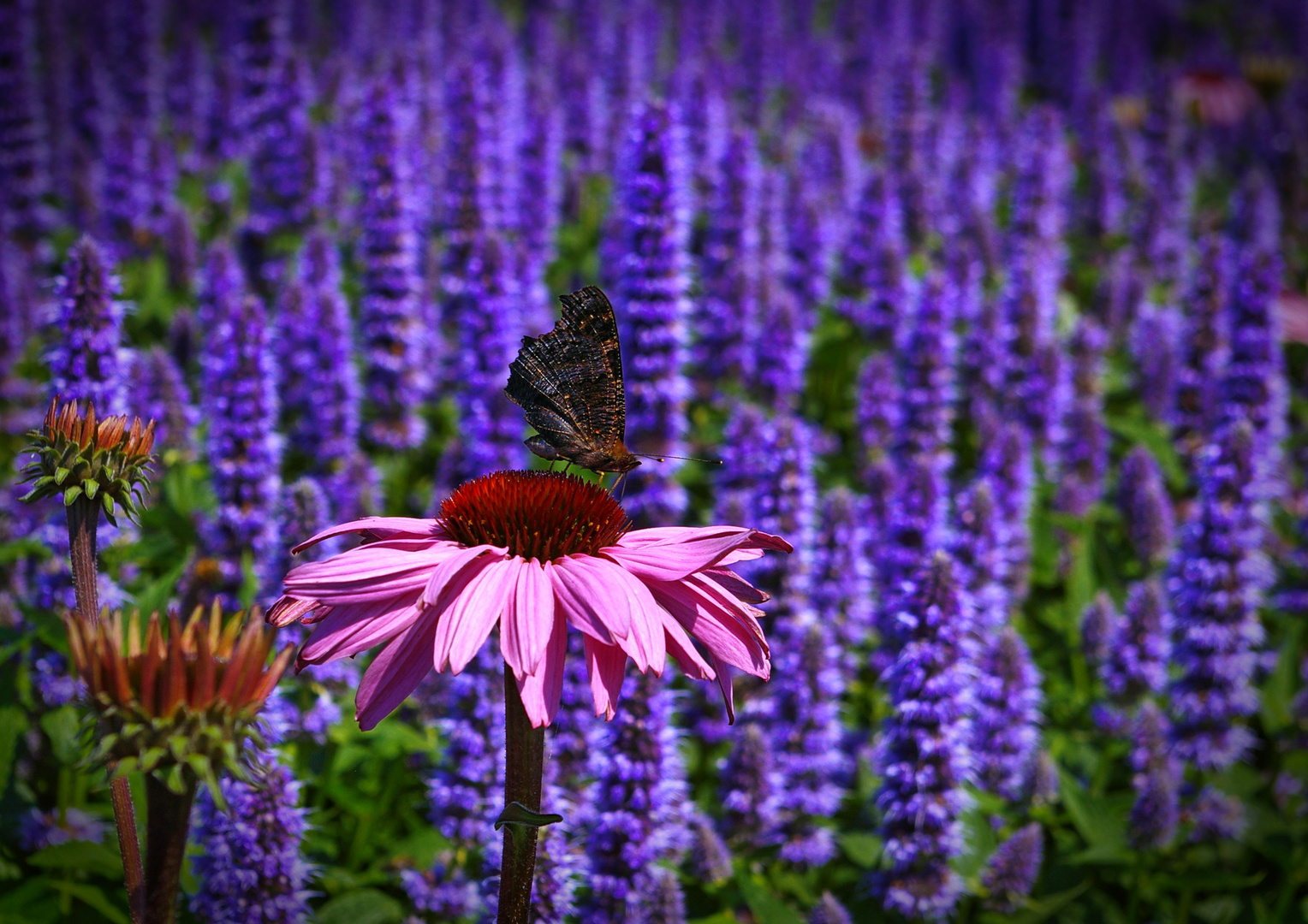 Archiv_Blüten 6_Schmetterling_Lavendelfeld