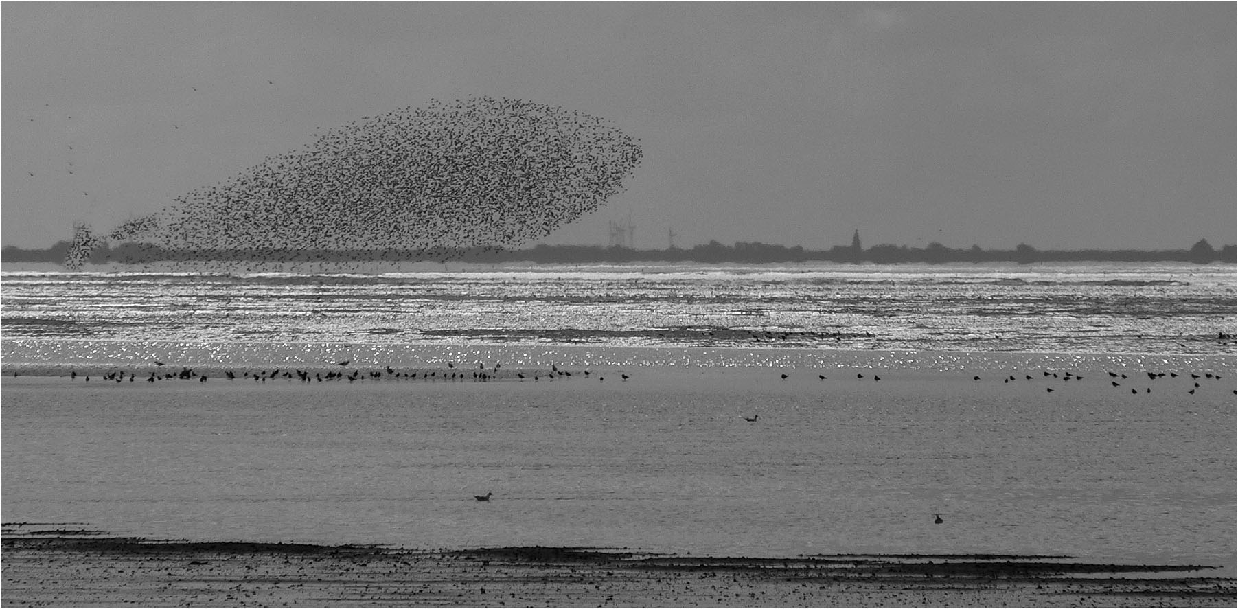 (Archivfoto)  Vogelfisch... 