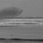 (Archivfoto)  Vogelfisch... 