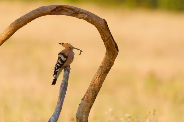 Archivfund Wiedehopf mit Raupe im Schnabel