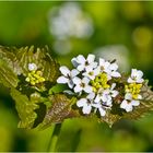 Archivfunde (1) - Wenn die Knoblauchrauke (Alliaria petiolata) . . .