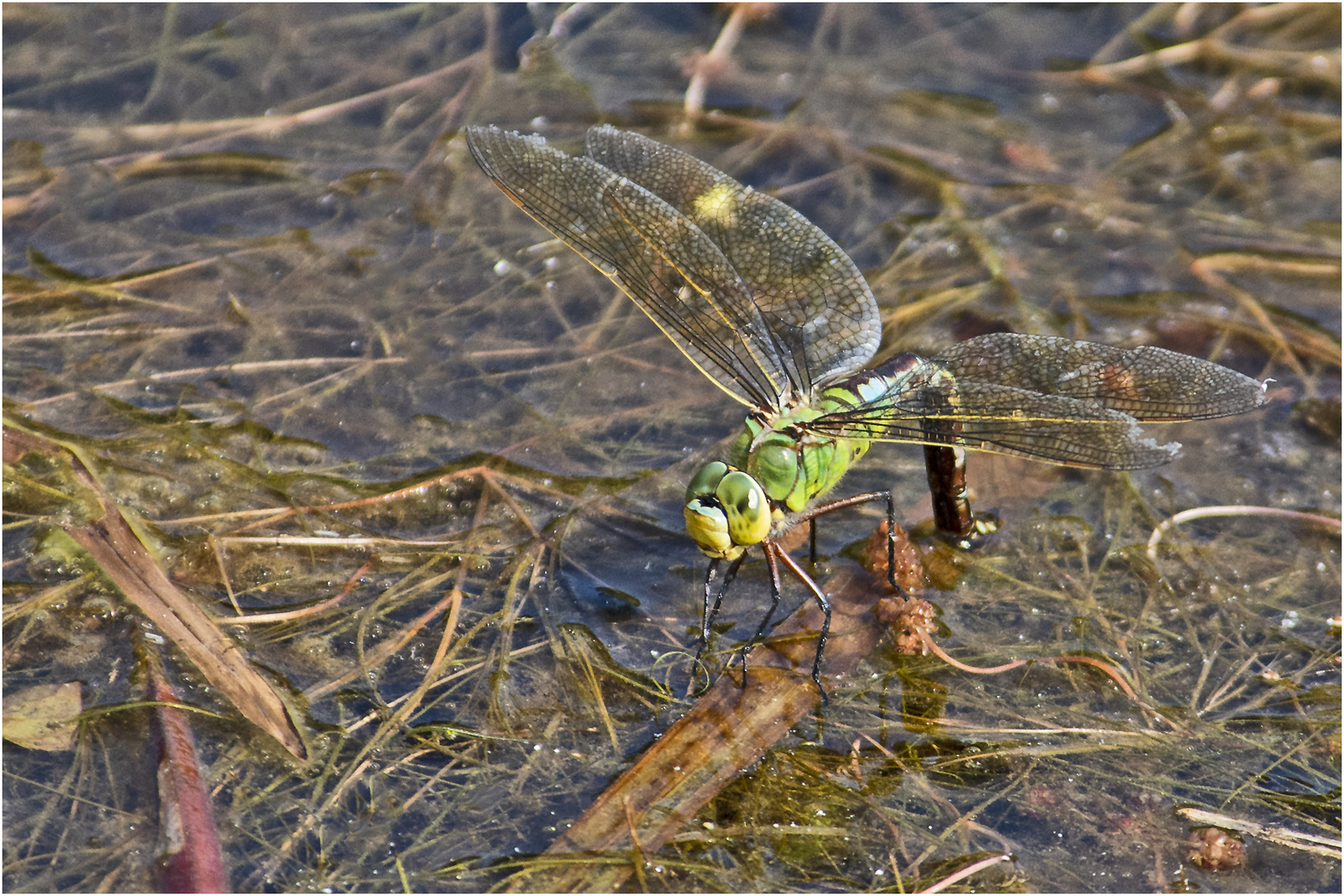  Archivfunde (11) - Große Königslibelle (Anax imperator) (w) bei . . .