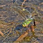  Archivfunde (11) - Große Königslibelle (Anax imperator) (w) bei . . .