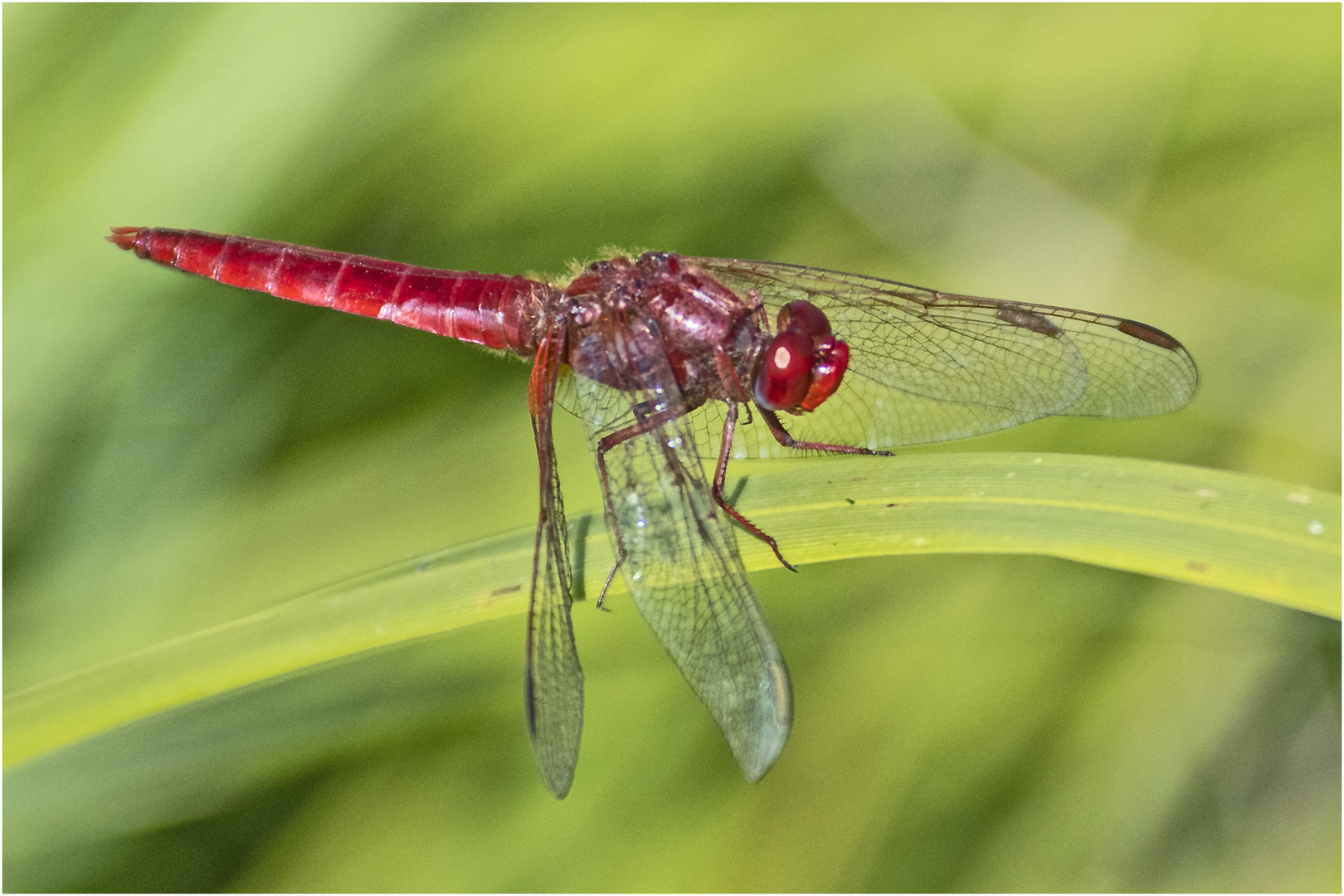 Archivfunde (14) -  Die Feuerlibelle (Crocothemis erythraea)