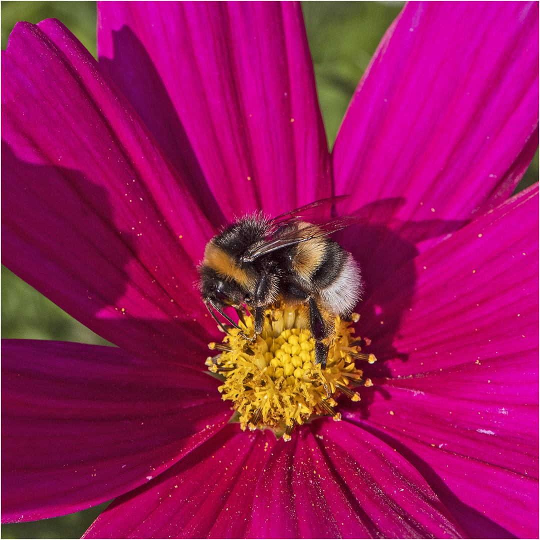 Archivfunde (19) -  . . . Die Erdhummel (Bombus terrestris) . . . 