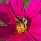 Archivfunde (19) -  . . . Die Erdhummel (Bombus terrestris) . . . 