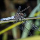 Archivfunde (20) - Der Großer Blaupfeil (Orthetrum cancellatum) . . .