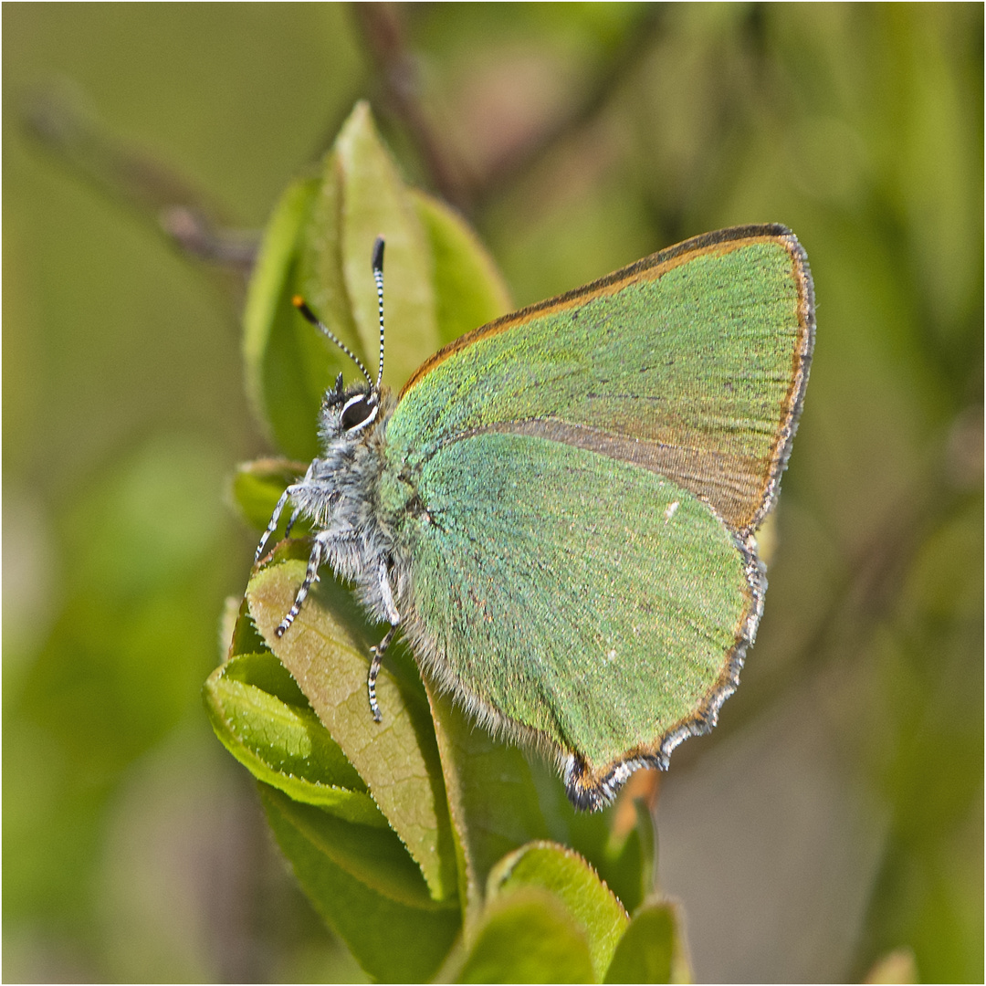 Archivfunde (21) - Der Grüne Zipfelfalter (Callophrys rubi)