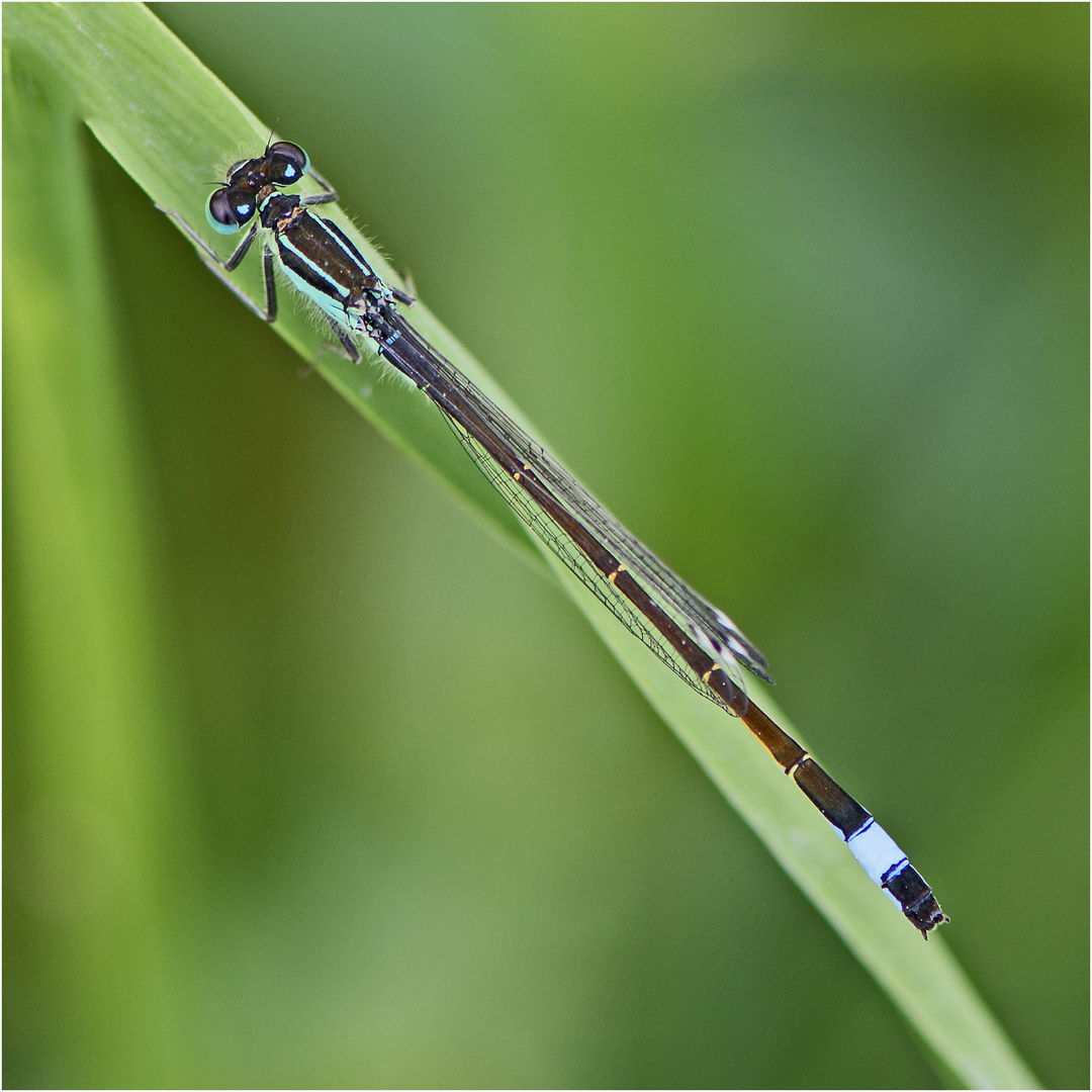 Archivfunde (23) - Die Große Pechlibelle (Ischnura elegans) . . .