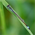 Archivfunde (23) - Die Große Pechlibelle (Ischnura elegans) . . .