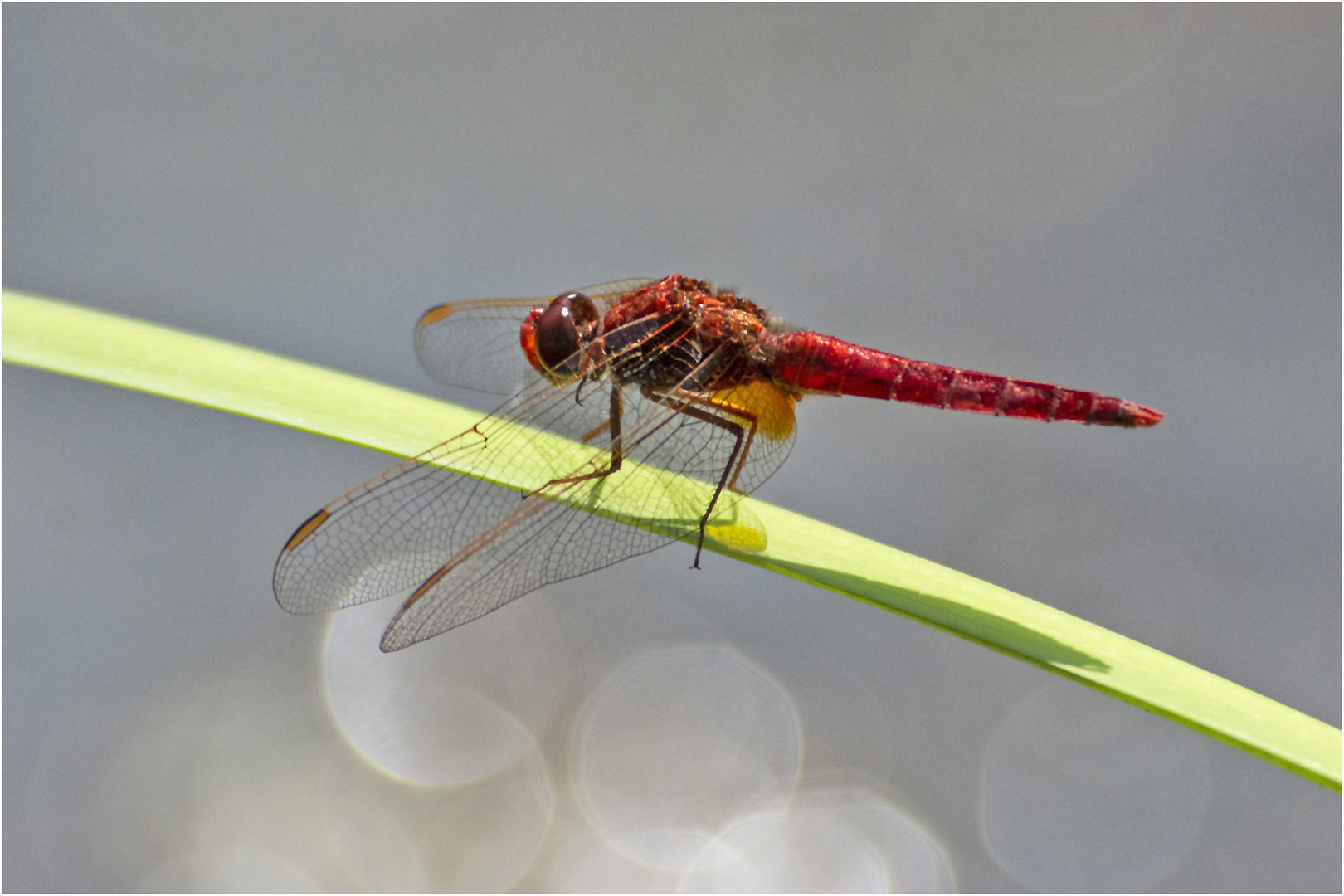 Archivfunde (25) - Feuerlibelle (Crocothemis erythraea)