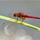 Archivfunde (25) - Feuerlibelle (Crocothemis erythraea)