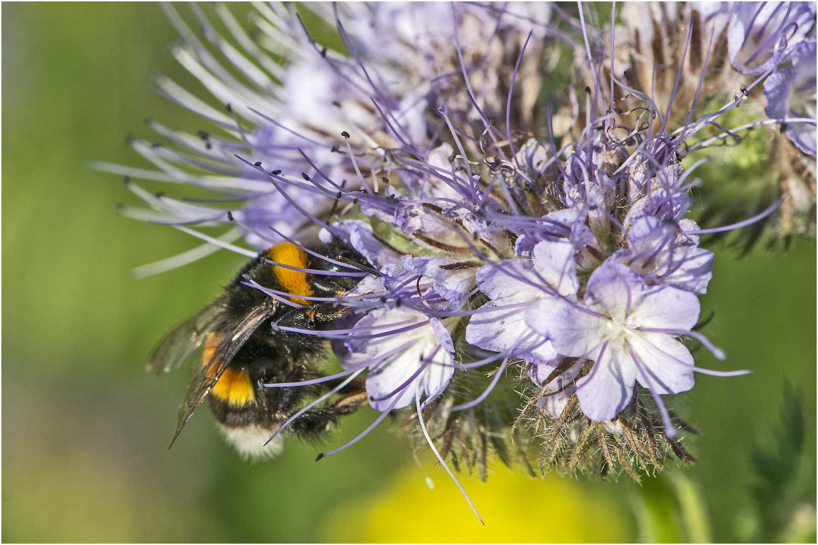 Archivfunde (31) - Die Hummel taucht tief . . .