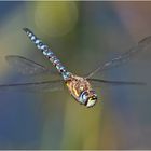 Archivfunde (33) - Die Herbstmosaikjungfer (Aeshna mixta) im Flug . . .