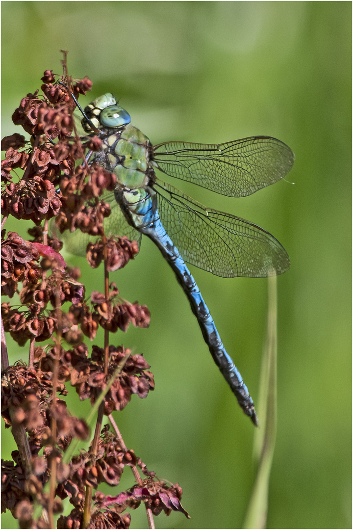 Archivfunde (35) - Die Große Königslibelle (Anax imperator) . . .