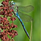 Archivfunde (35) - Die Große Königslibelle (Anax imperator) . . .