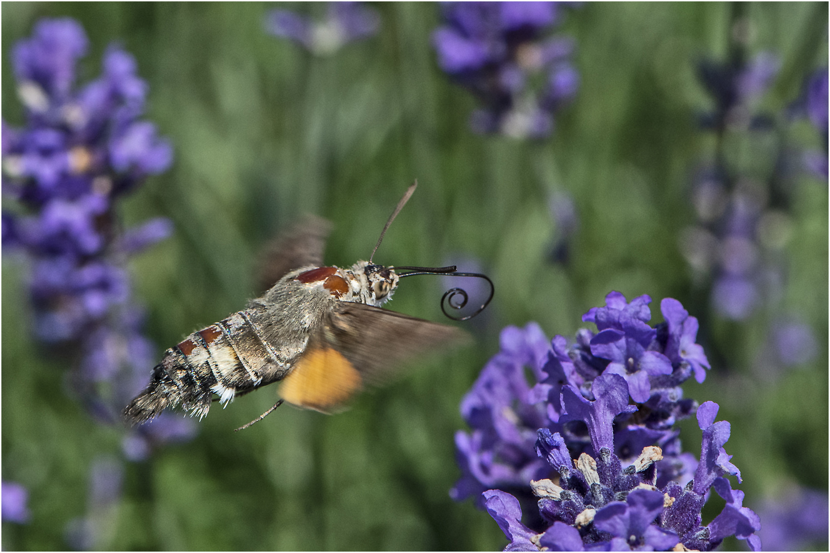 Archivfunde (37) - Das Taubenschwänzchen (Macroglossum stellatarum) war . . . 