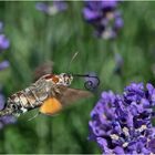 Archivfunde (37) - Das Taubenschwänzchen (Macroglossum stellatarum) war . . . 