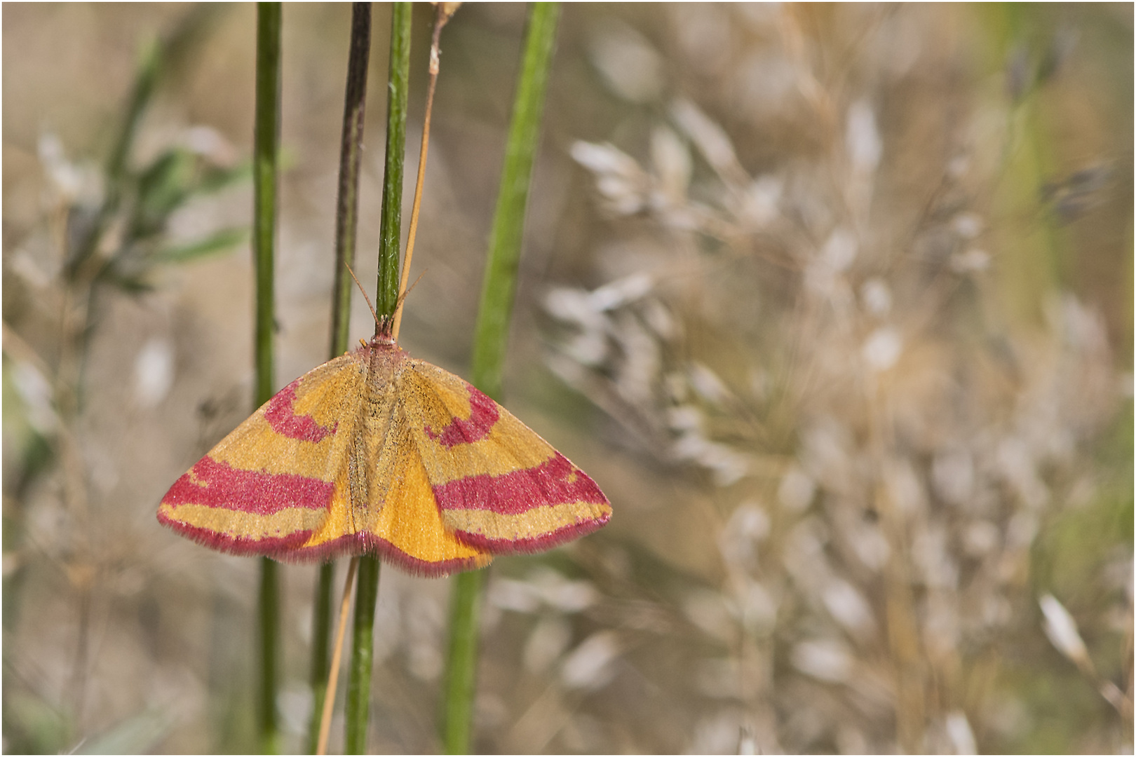  Archivfunde (38) - Der Purpurspanner (Lythria cruentaria) . . .