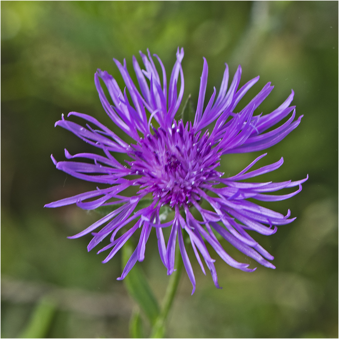 Archivfunde (4) - Die Wiesen-Flockenblume (Centaurea jacea), auch . . . 