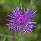 Archivfunde (4) - Die Wiesen-Flockenblume (Centaurea jacea), auch . . . 