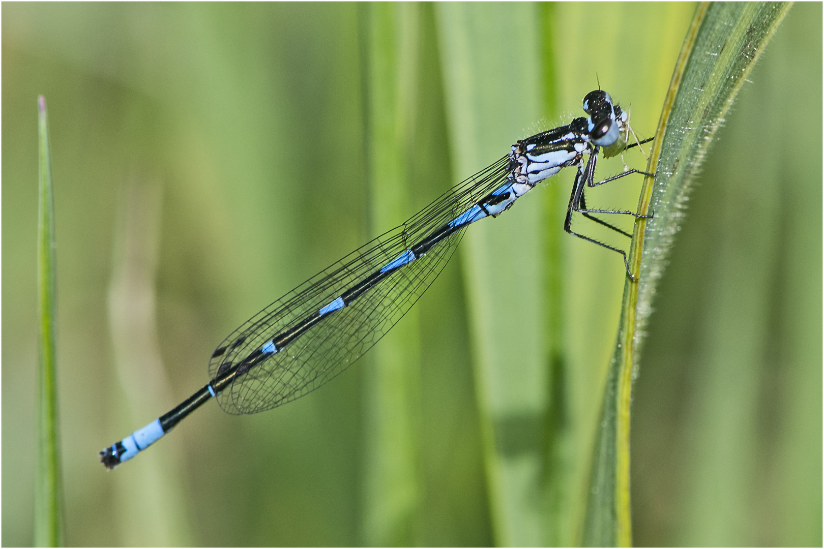 Archivfunde (41) - Fledermaus-Azurjungfer (Coenagrion pulchellum)?