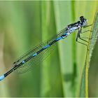 Archivfunde (41) - Fledermaus-Azurjungfer (Coenagrion pulchellum)?