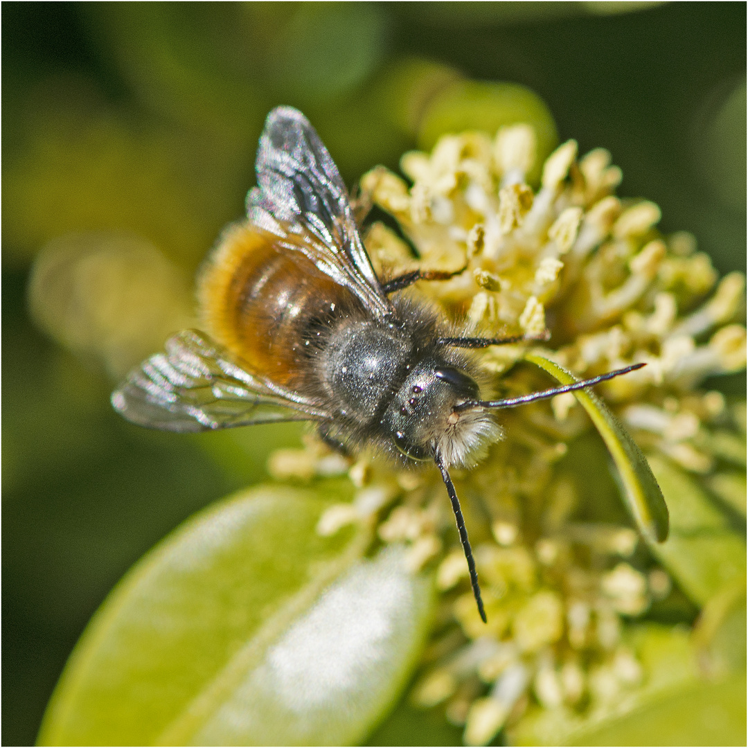 Archivfunde (47) - Die Gehörnten Mauerbienen . . .