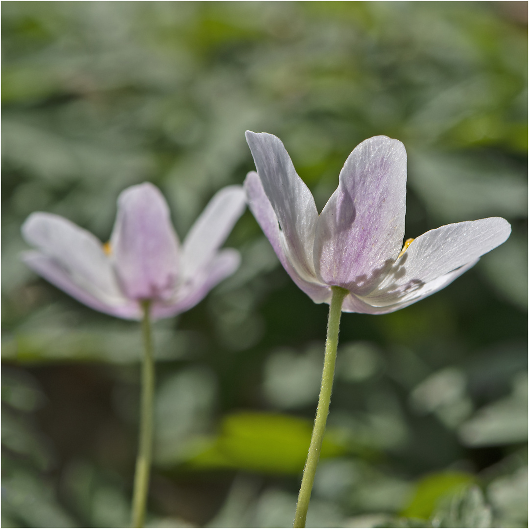 Archivfunde (6) - Zum Licht streben die Buschwindröschen (Anemone nemorosa) . . .