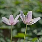 Archivfunde (6) - Zum Licht streben die Buschwindröschen (Anemone nemorosa) . . .